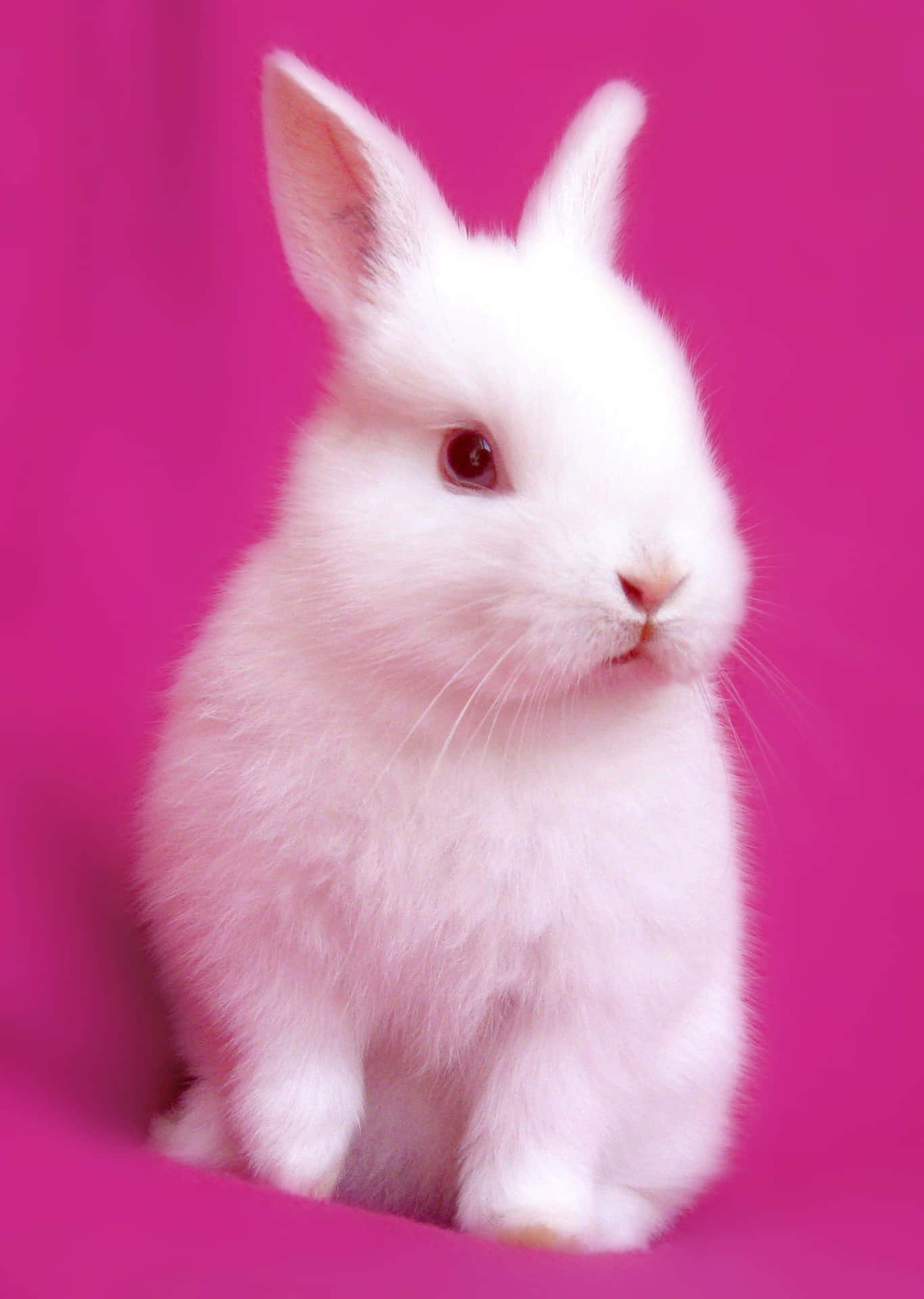 Pink Bunny Kawaii Rabbit Wallpapers