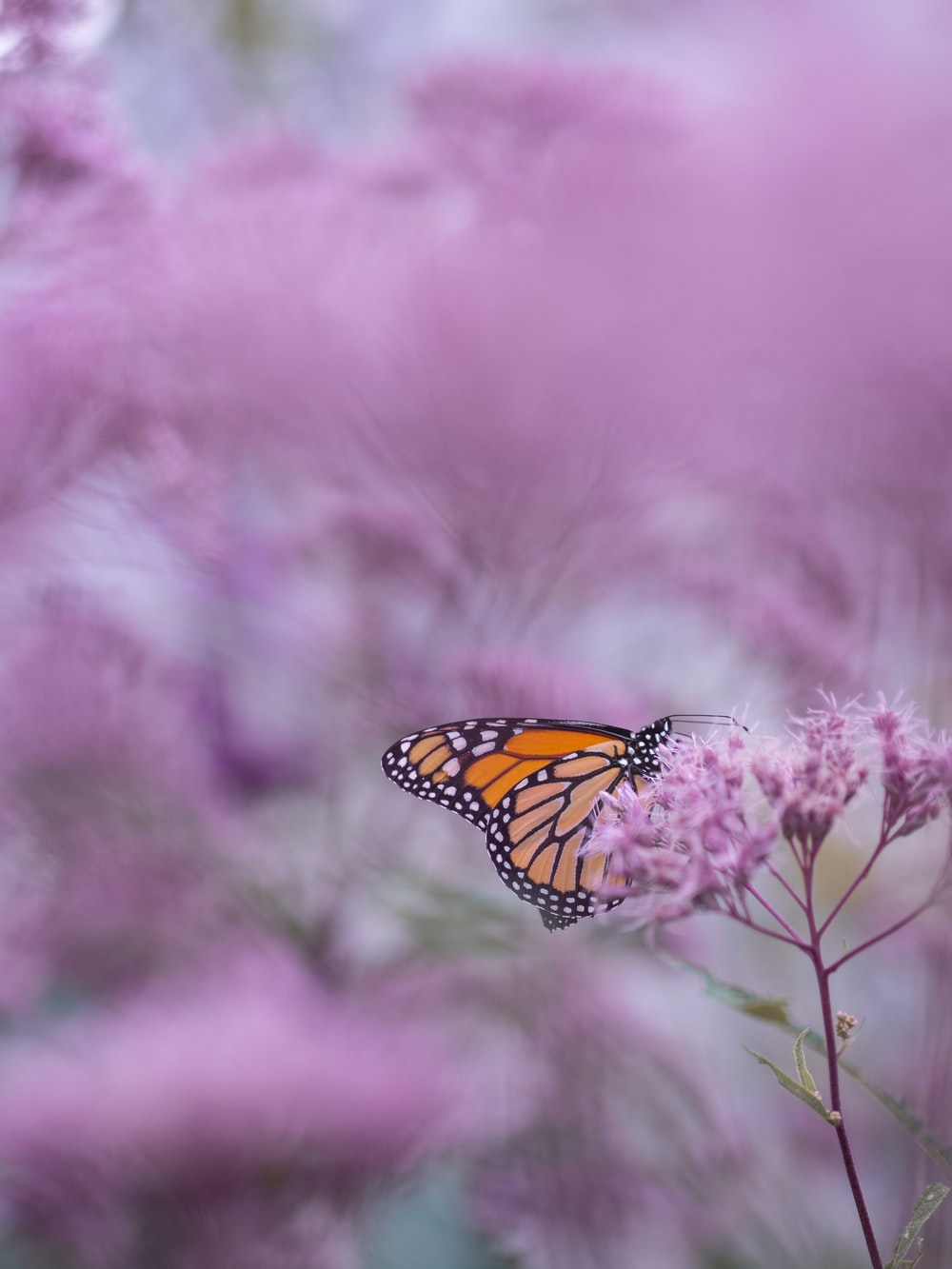 Pink Butterfly Aesthetic Wallpapers