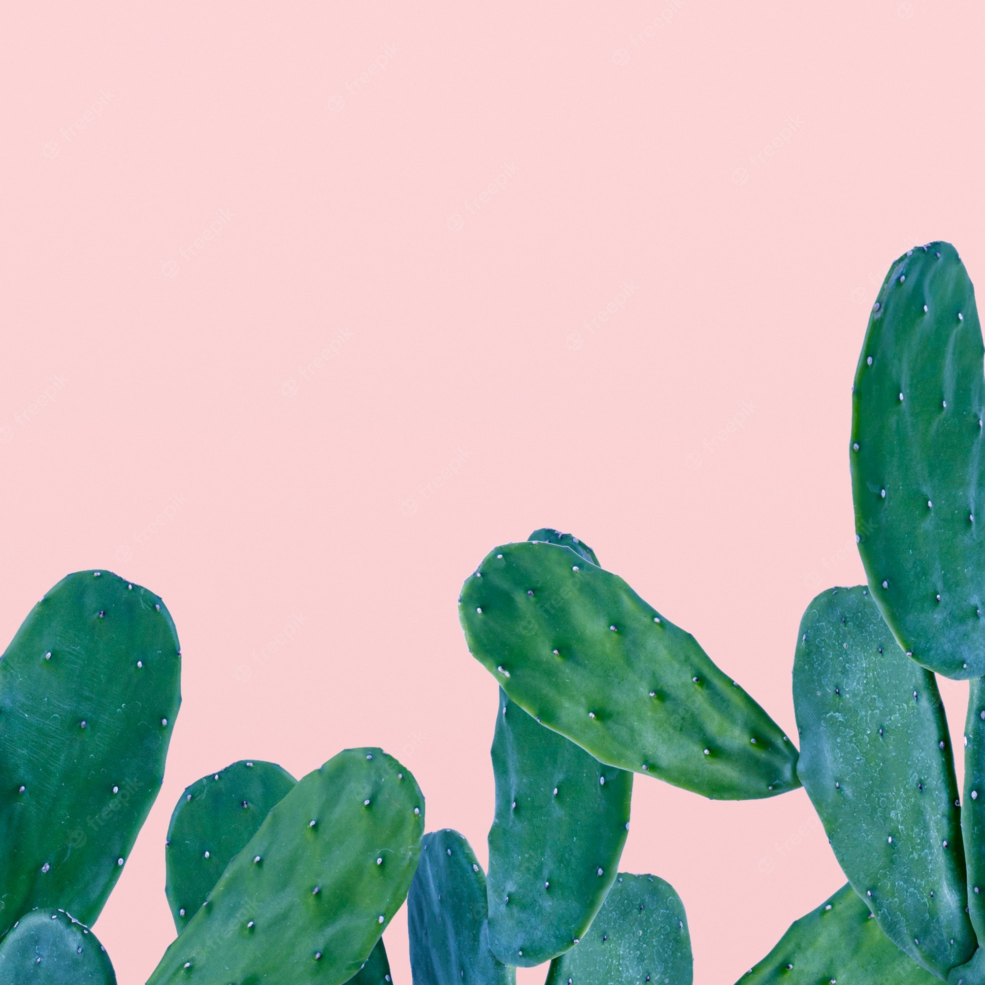 Pink Cactus Wallpapers