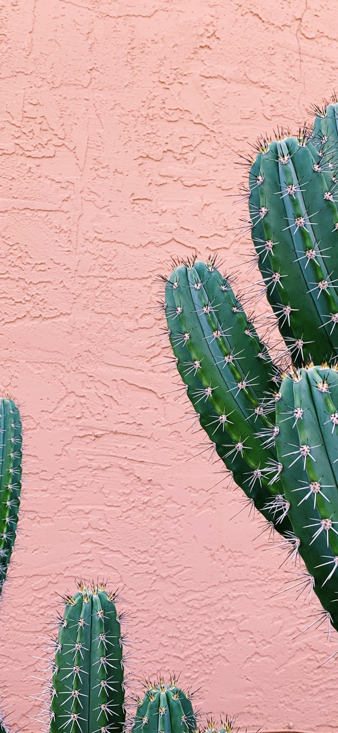 Pink Cactus Wallpapers