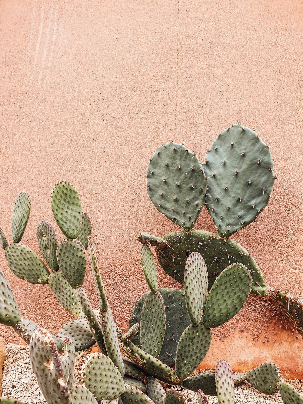 Pink Cactus Wallpapers