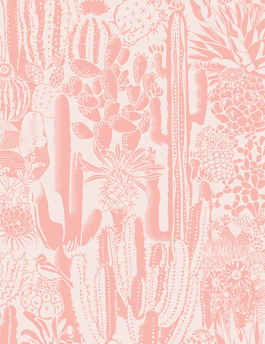 Pink Cactus Wallpapers