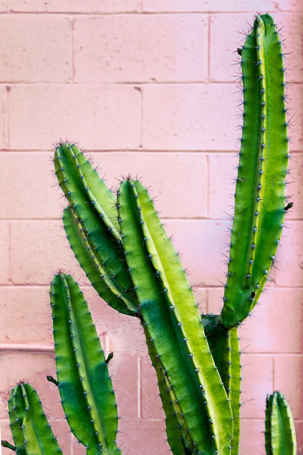 Pink Cactus Wallpapers