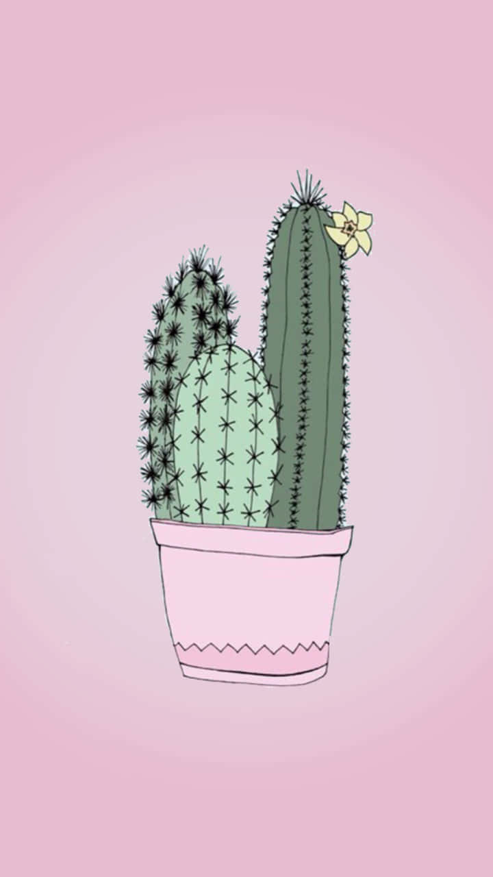 Pink Cactus Wallpapers