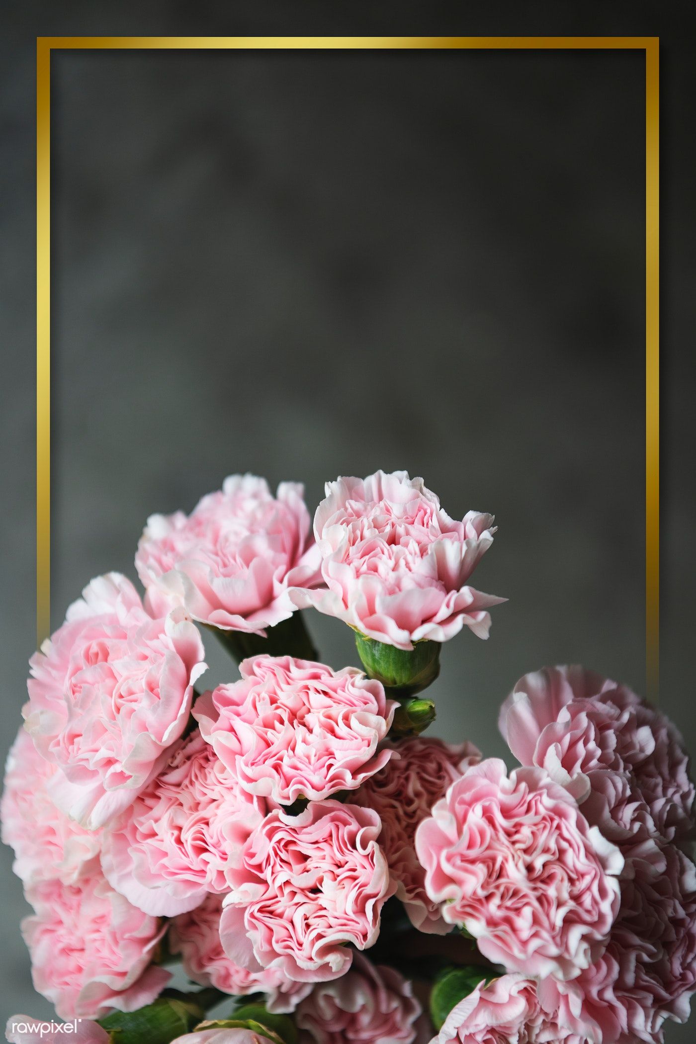 Pink Carnation Wallpapers