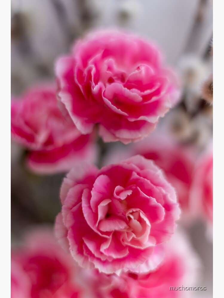 Pink Carnation Wallpapers