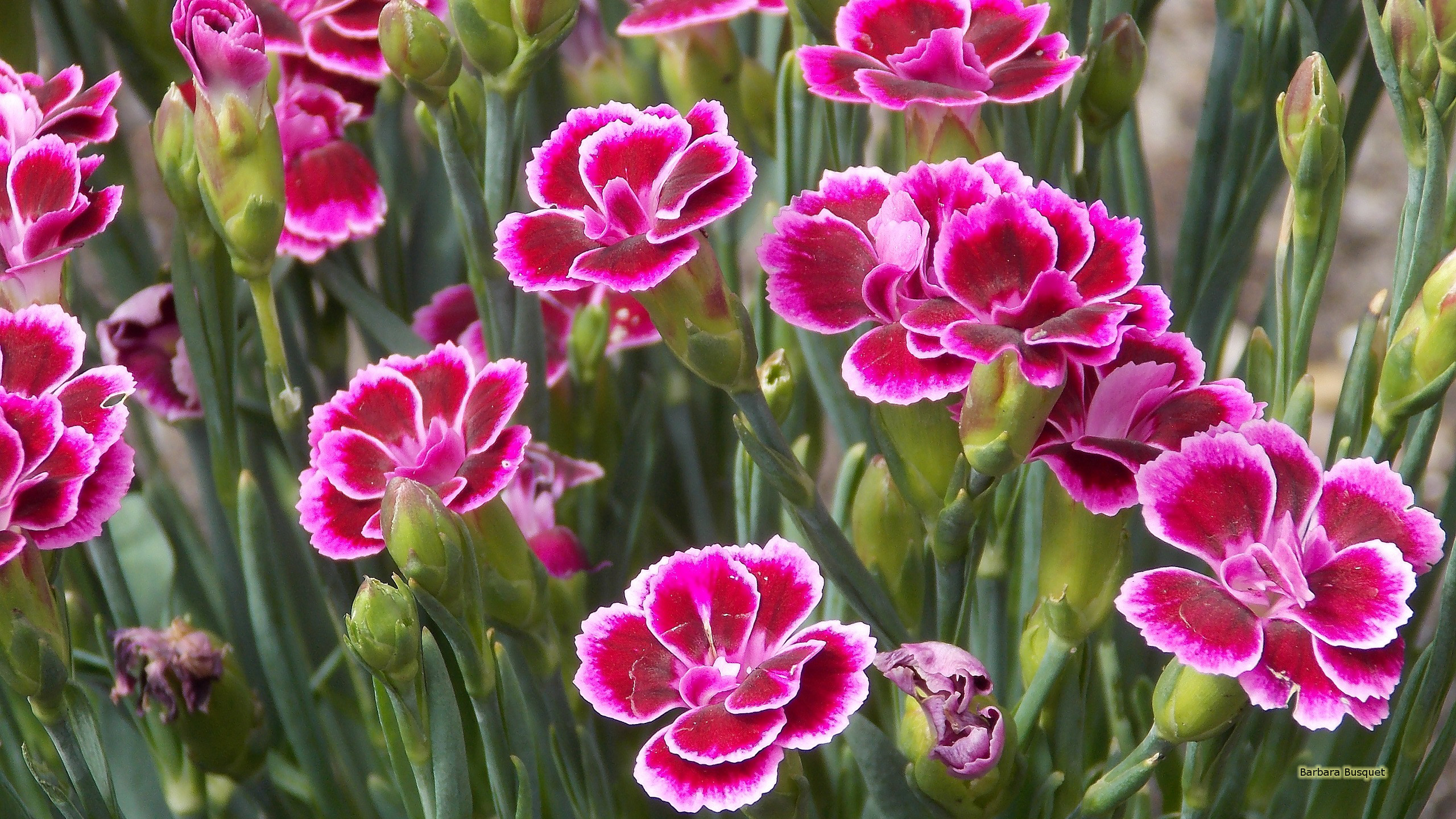 Pink Carnation Wallpapers