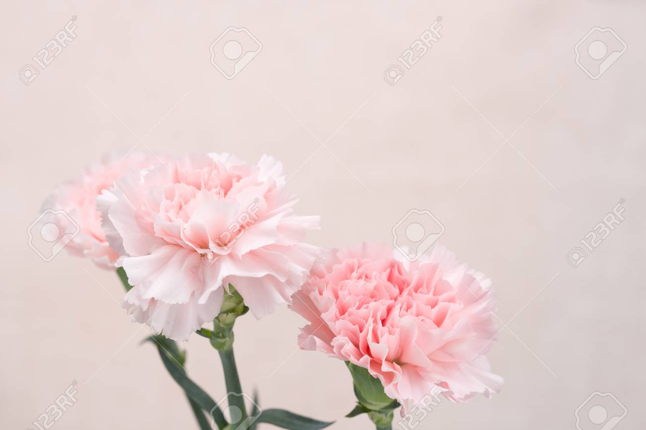 Pink Carnation Wallpapers