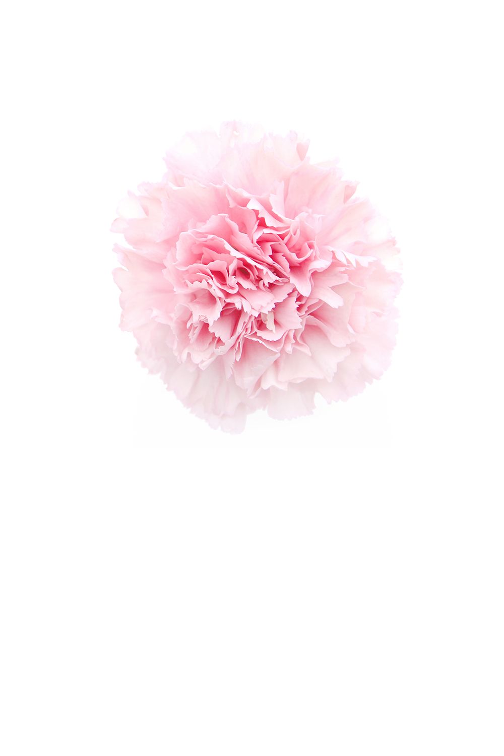 Pink Carnation Wallpapers