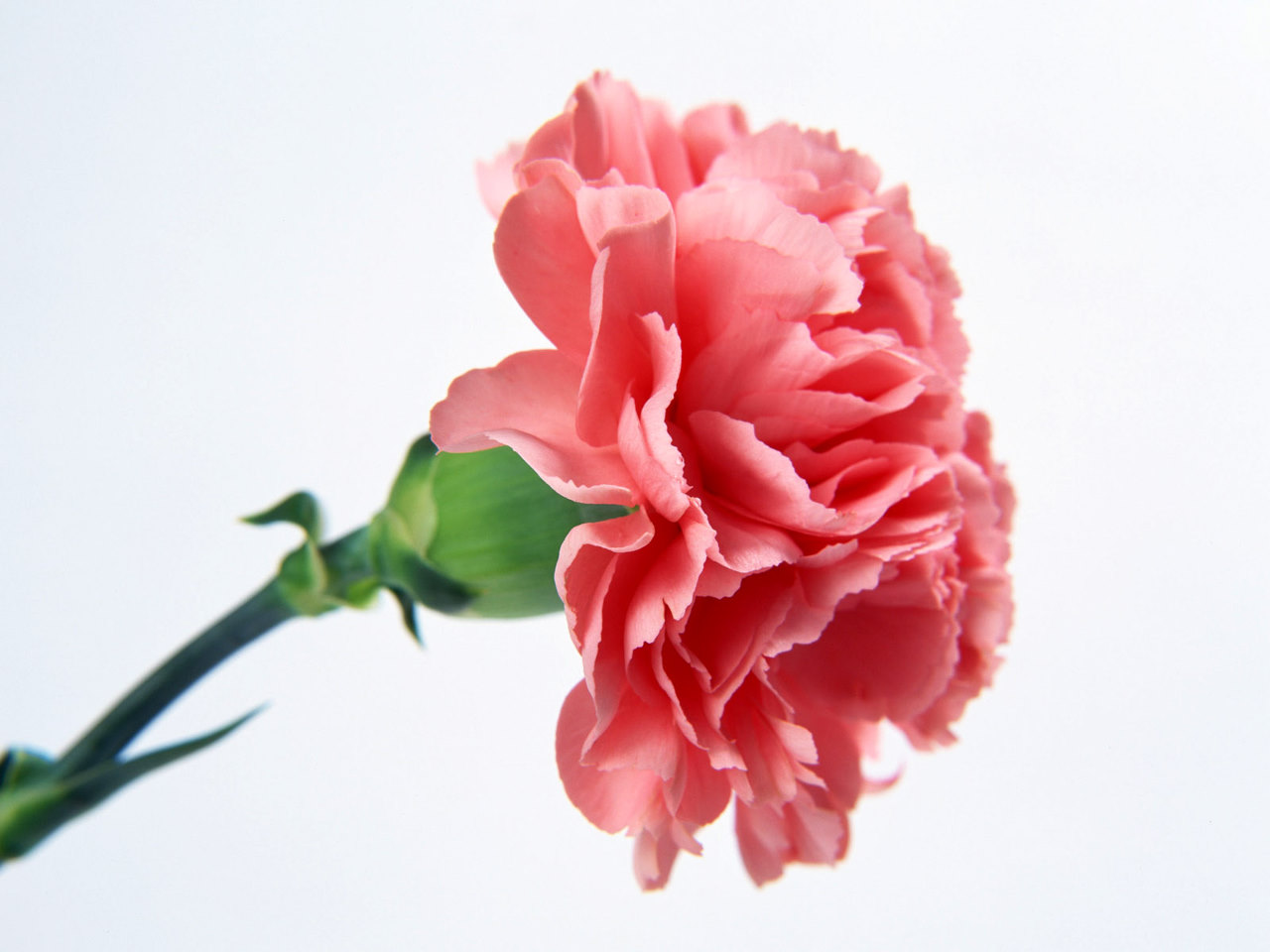 Pink Carnation Wallpapers