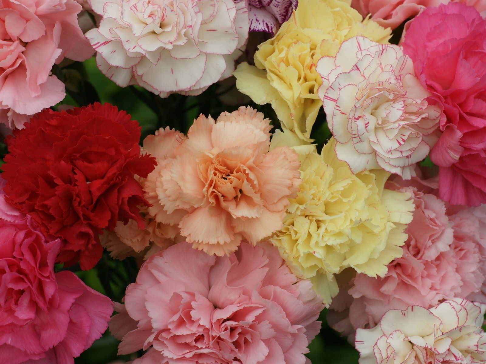 Pink Carnation Wallpapers