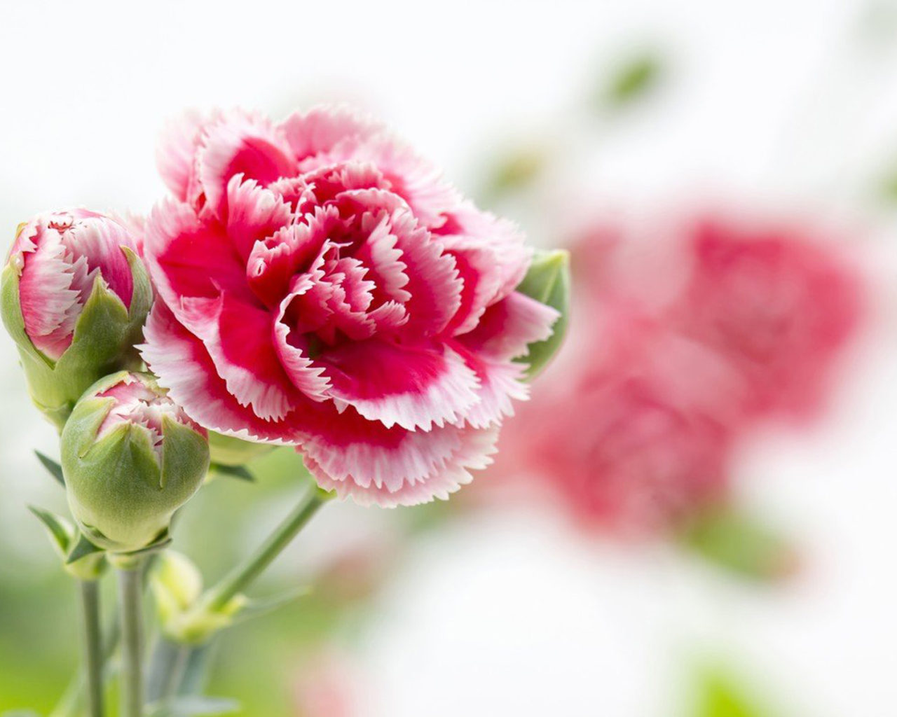 Pink Carnation Wallpapers