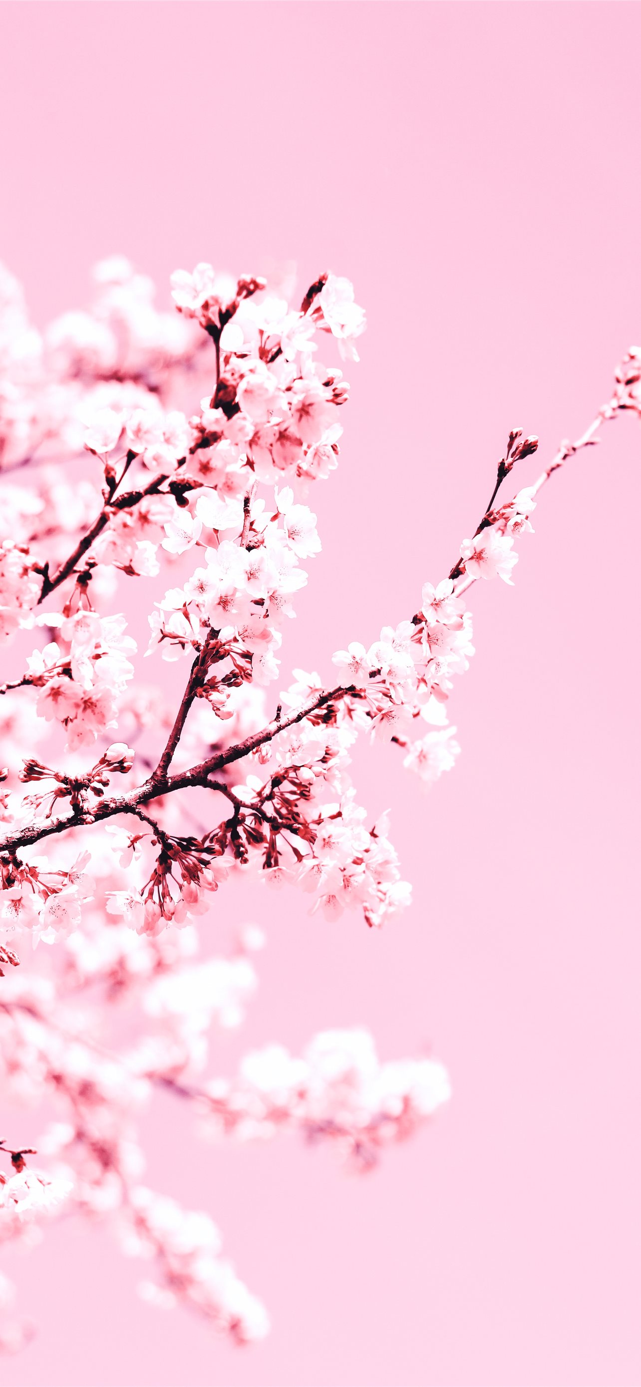 Pink Cherry Blossom Tree Wallpapers