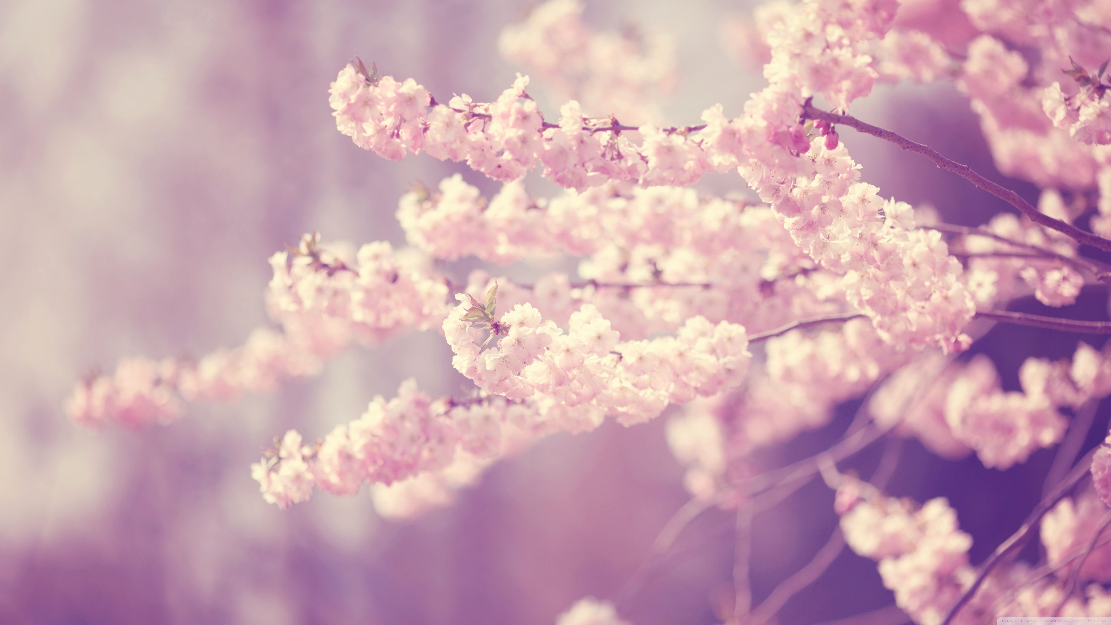 Pink Cherry Blossom Tree Wallpapers