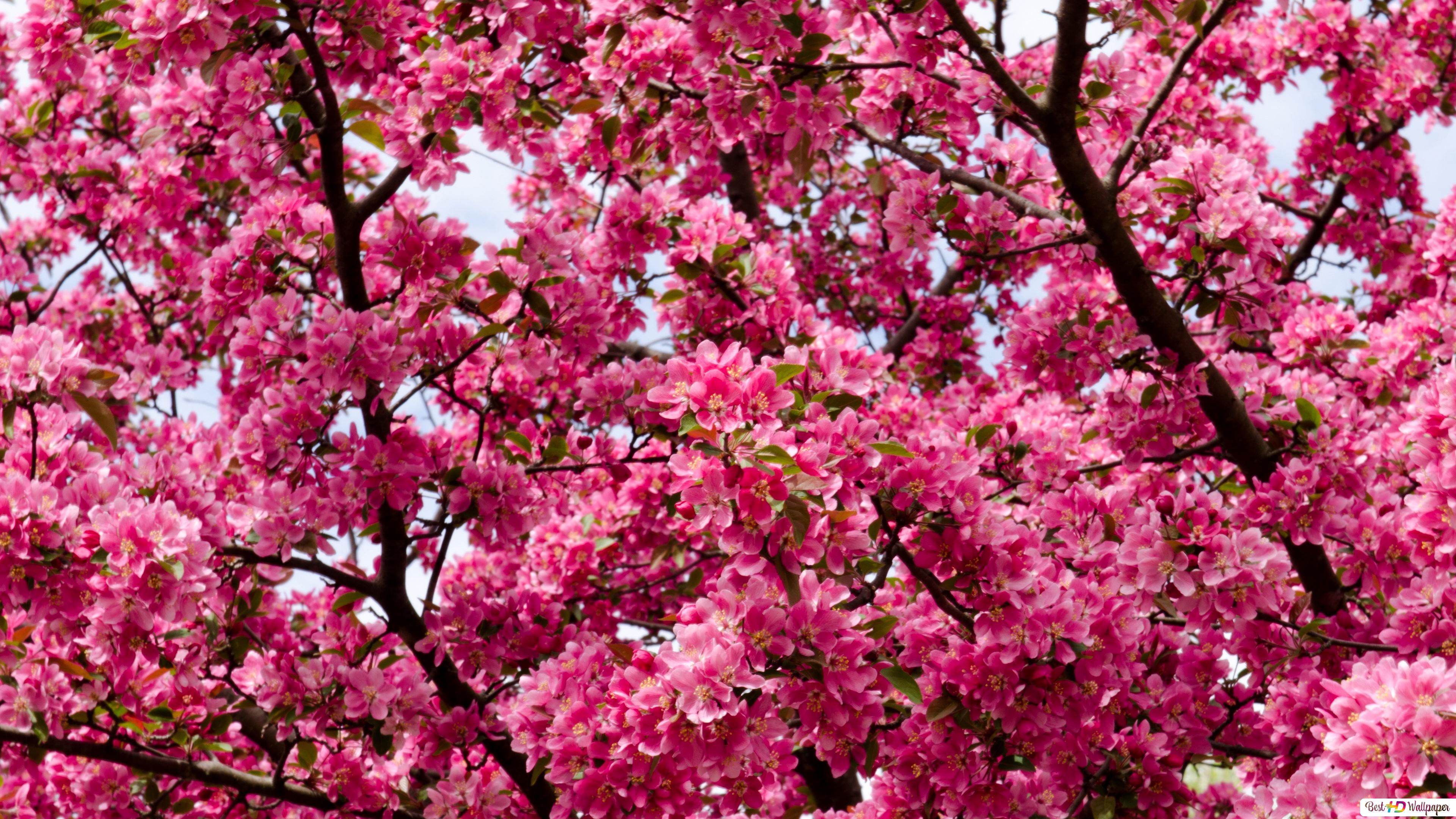 Pink Cherry Blossom Tree Wallpapers