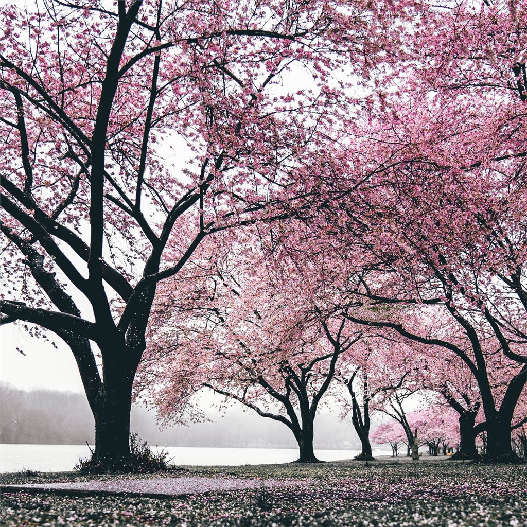 Pink Cherry Blossom Tree Wallpapers