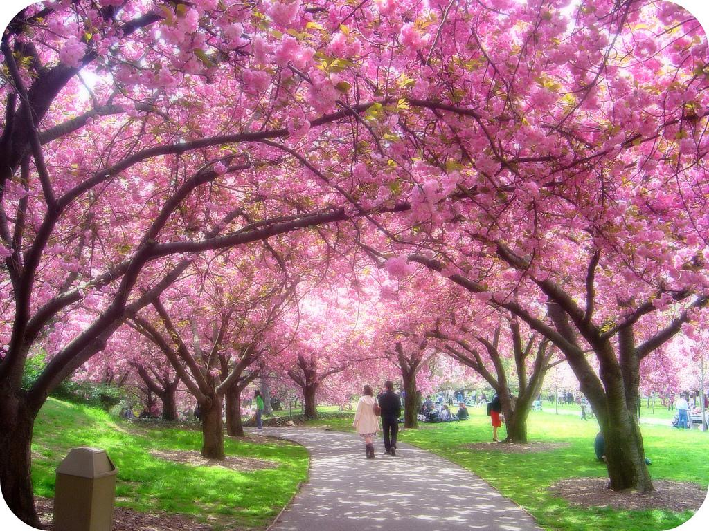 Pink Cherry Blossom Tree Wallpapers