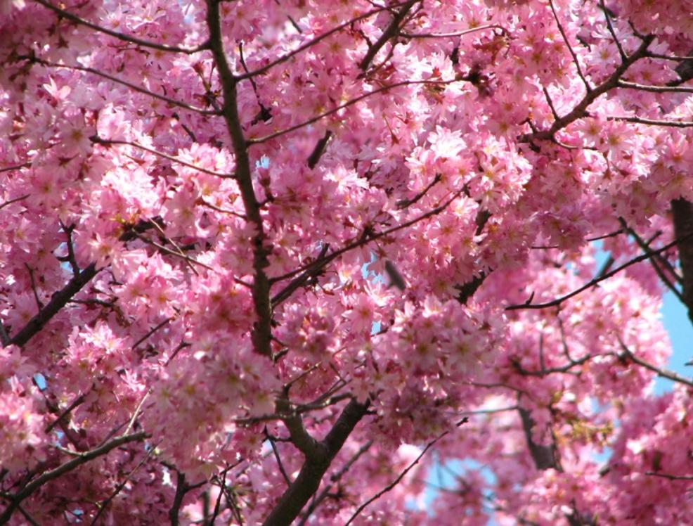 Pink Cherry Blossom Wallpapers