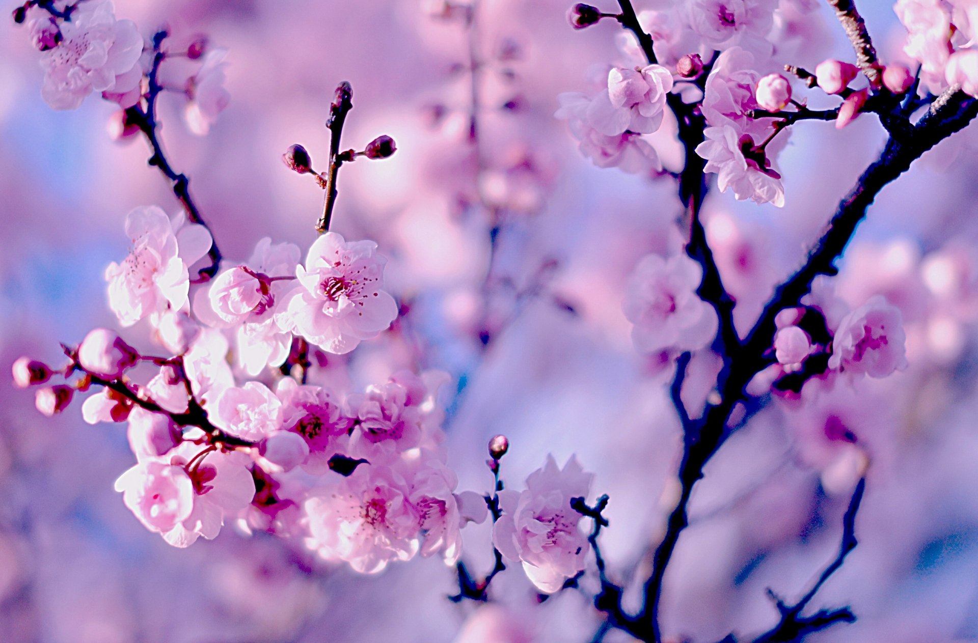 Pink Cherry Blossom Wallpapers