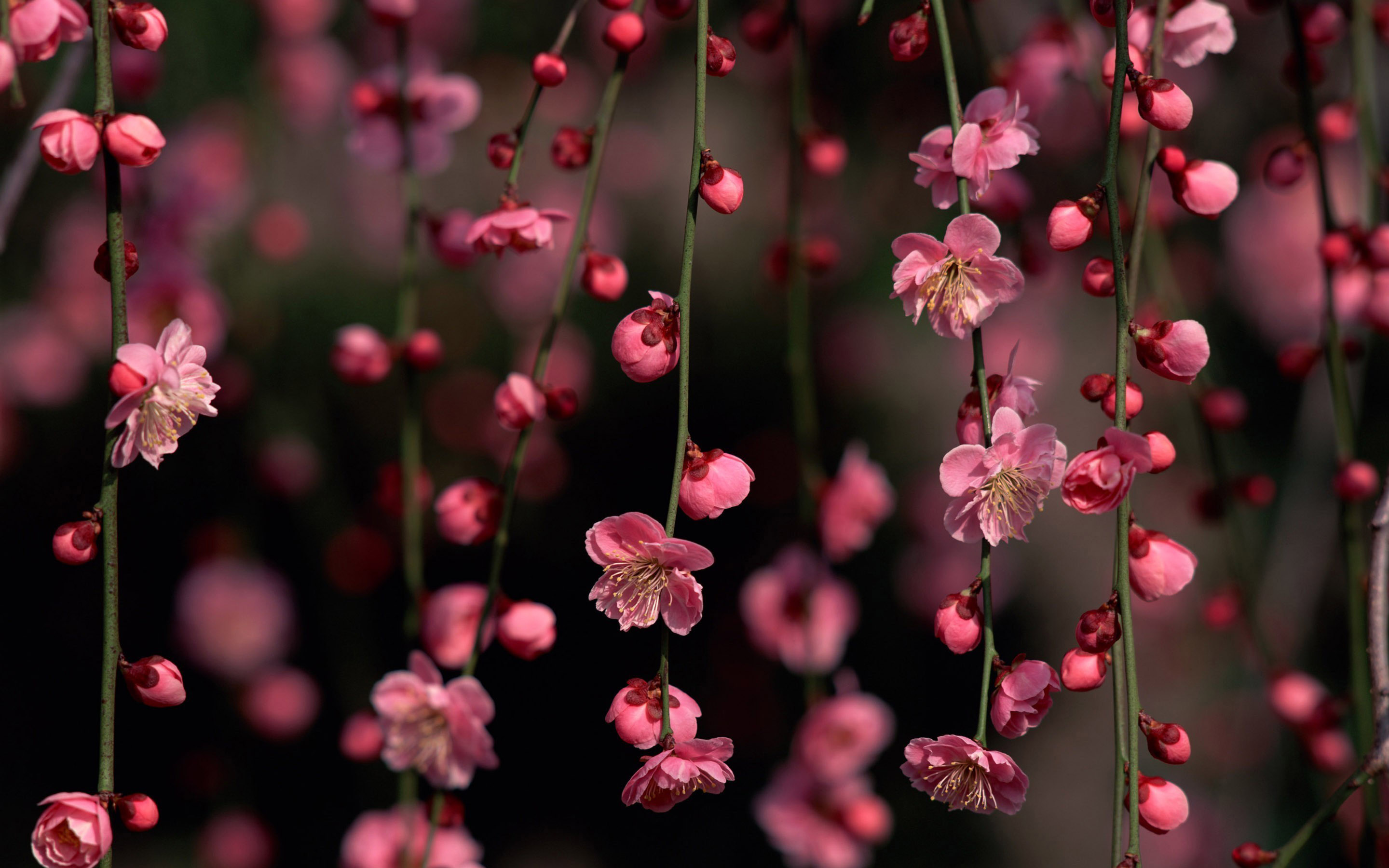 Pink Cherry Blossom Wallpapers