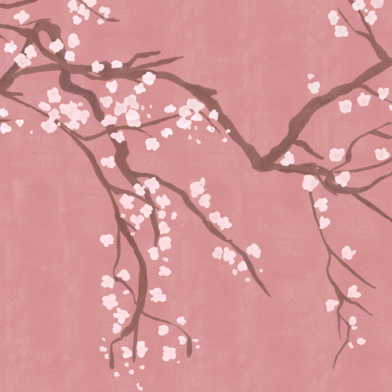 Pink Cherry Blossom Wallpapers