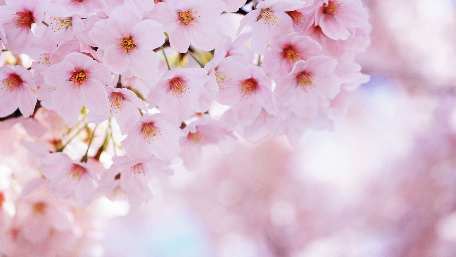 Pink Cherry Blossom Wallpapers