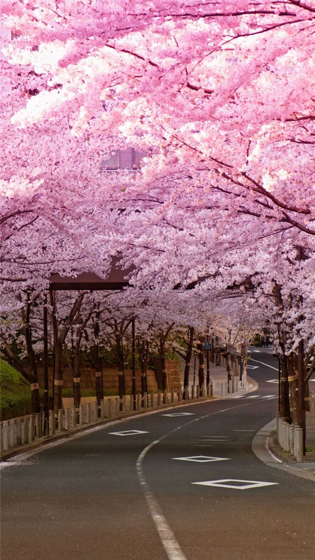 Pink Cherry Blossom Wallpapers