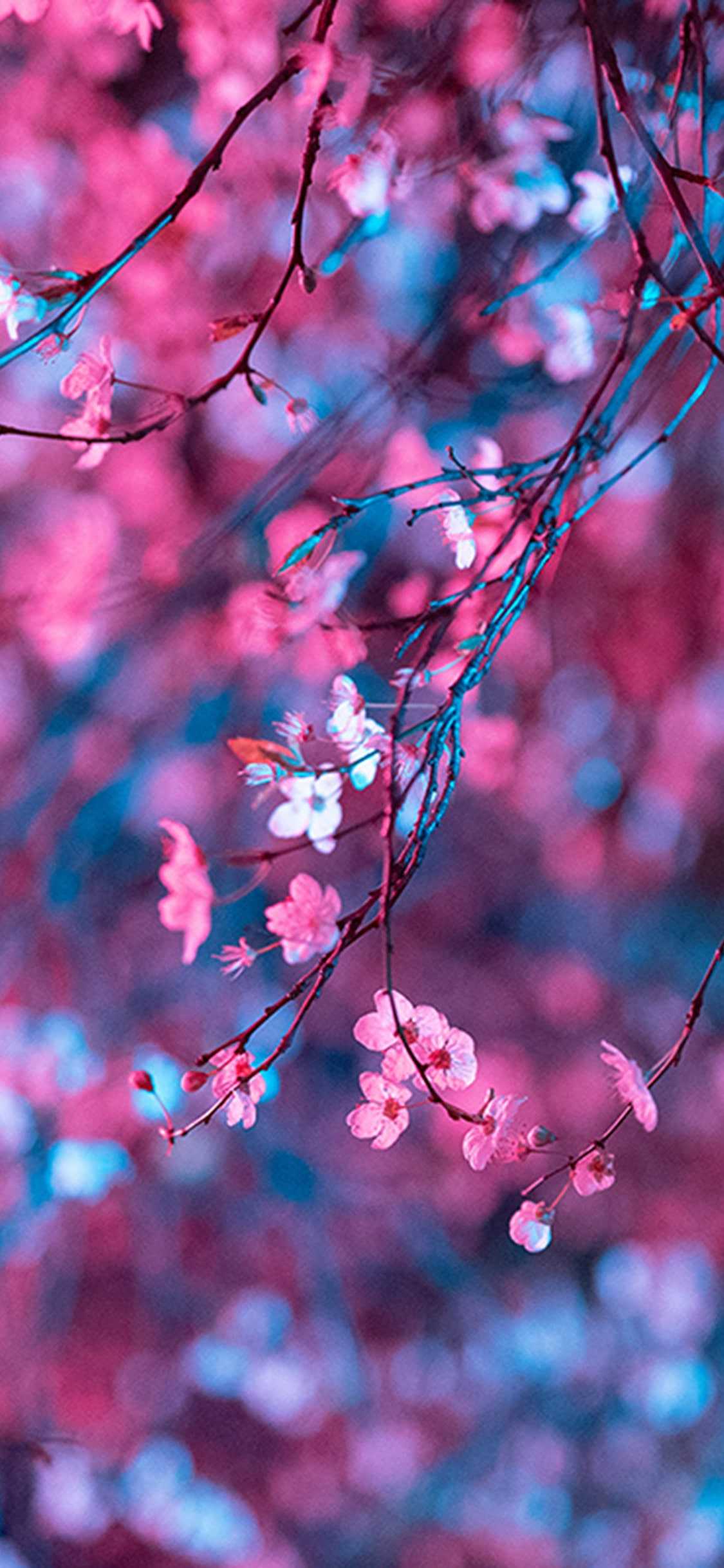 Pink Cherry Blossom Wallpapers