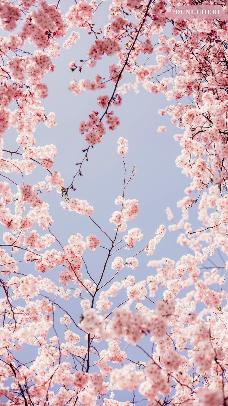 Pink Cherry Blossom Wallpapers