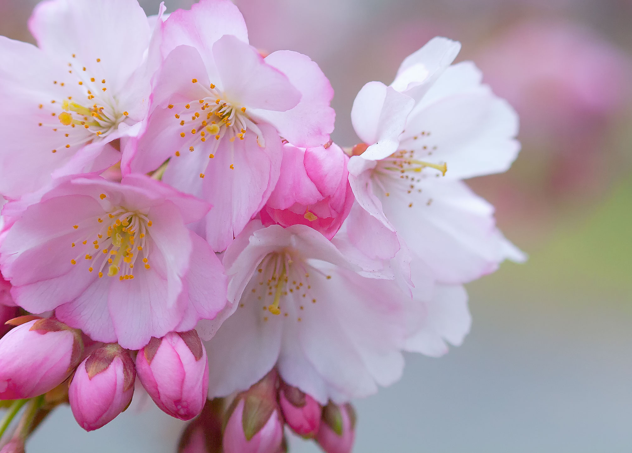 Pink Cherry Blossom Wallpapers