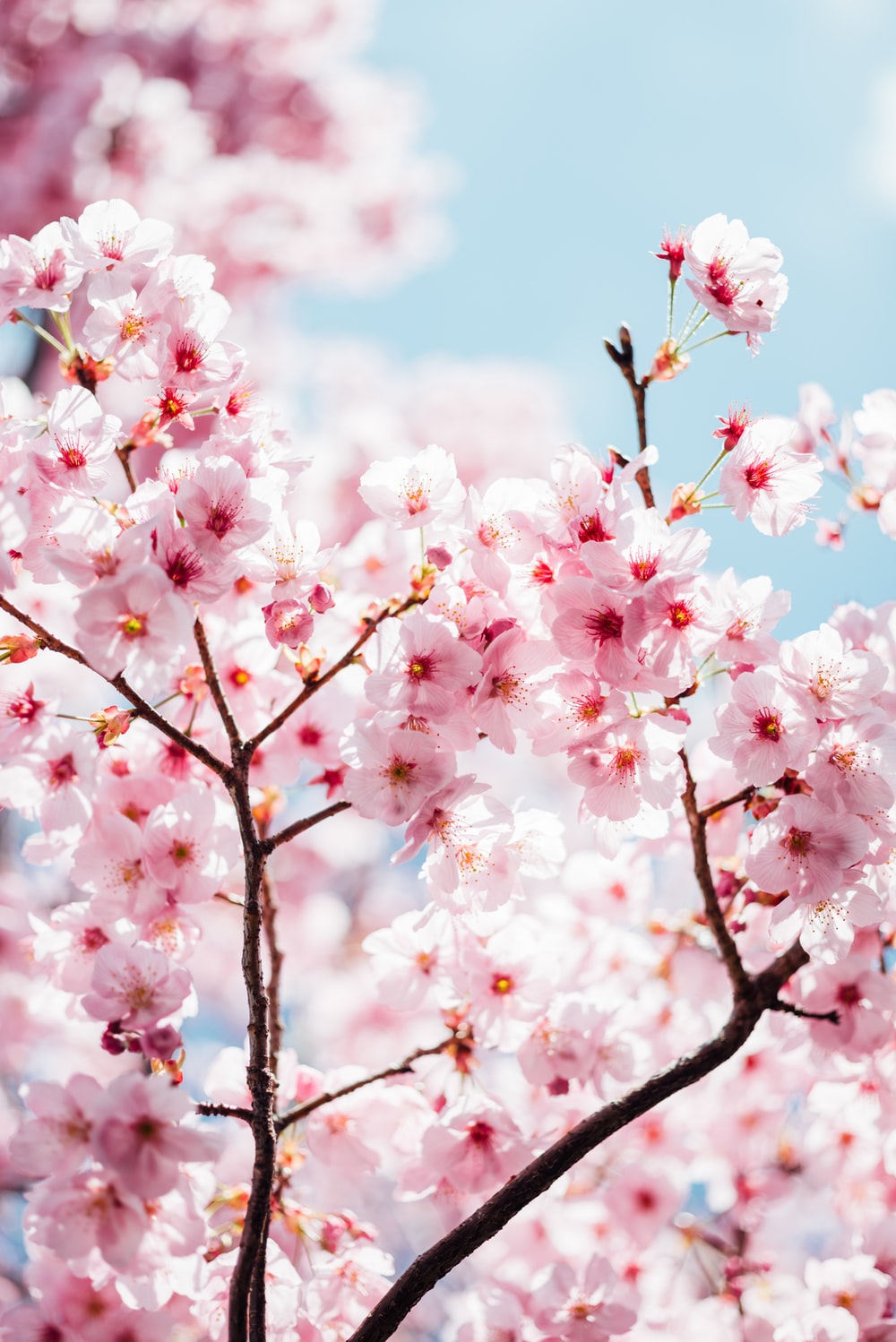 Pink Cherry Blossom Wallpapers