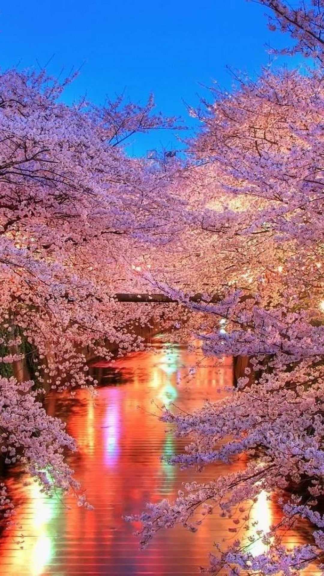 Pink Cherry Blossom Wallpapers