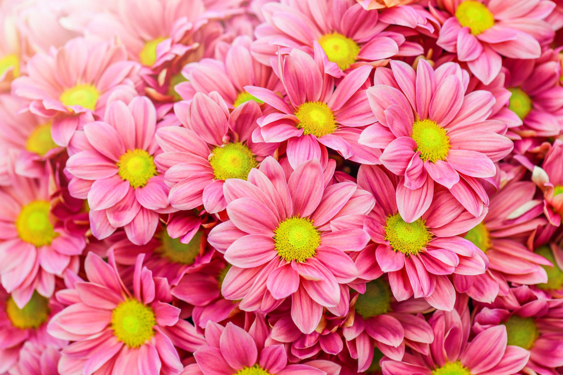 Pink Daisy Wallpapers