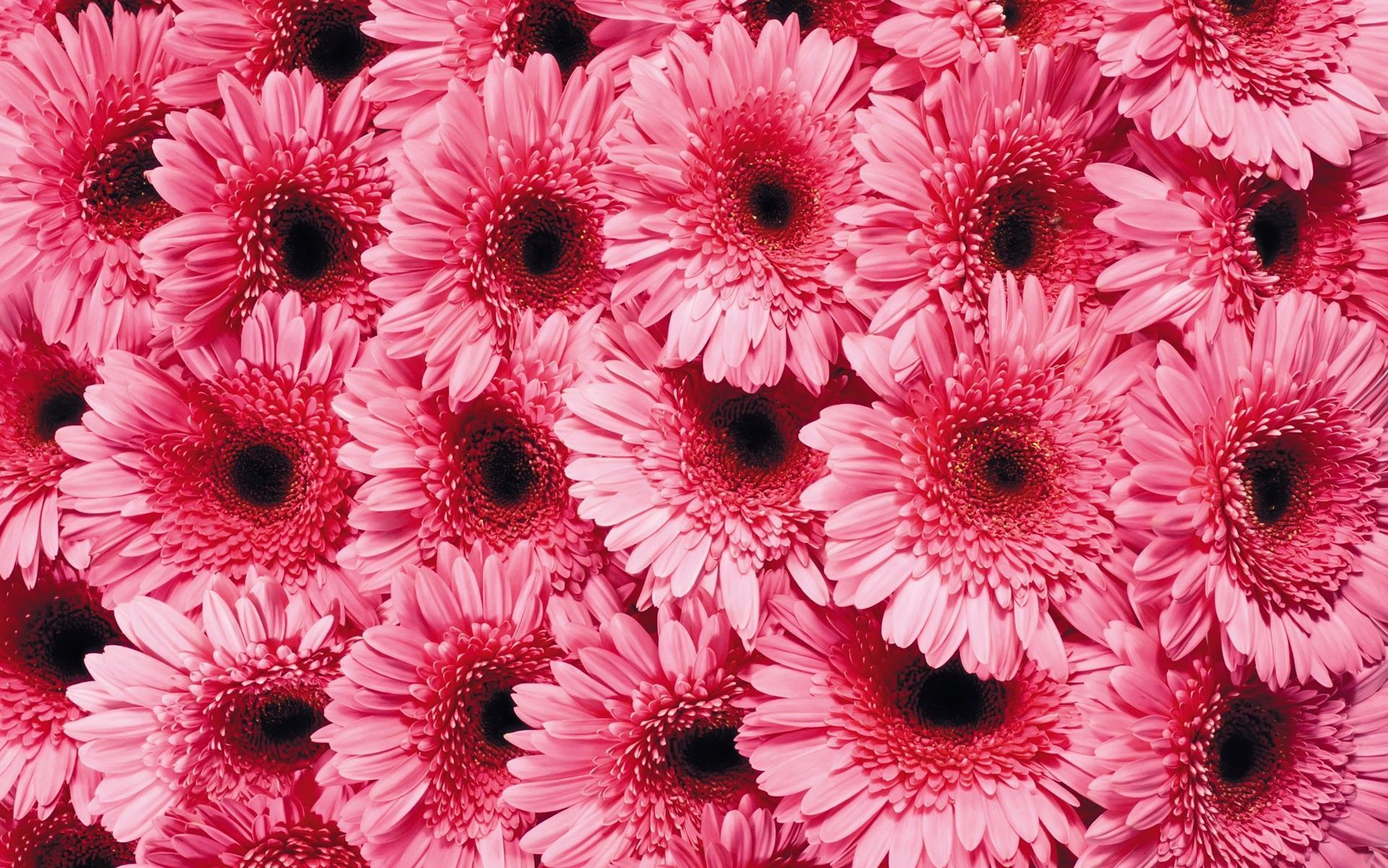 Pink Daisy Wallpapers