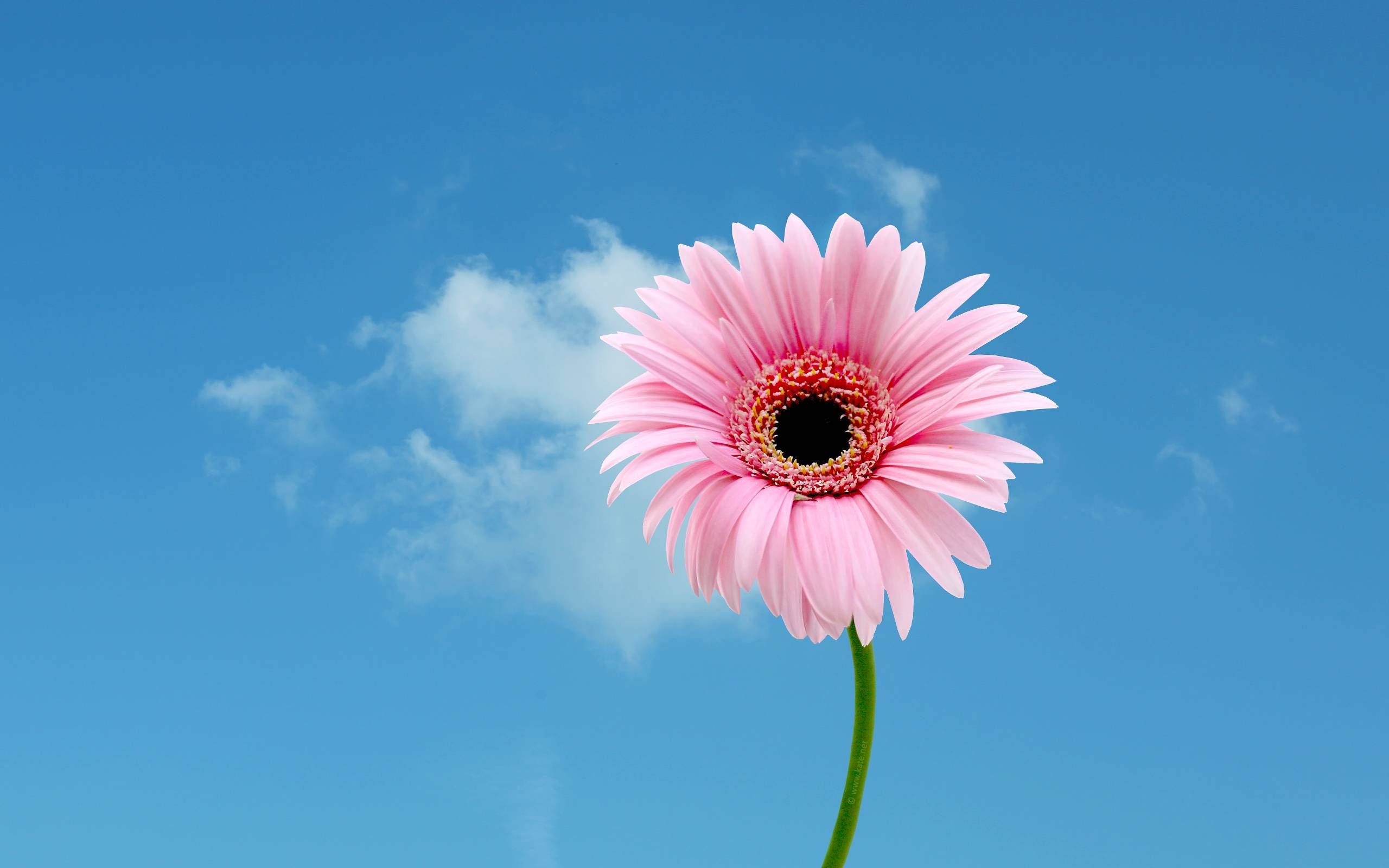 Pink Daisy Wallpapers