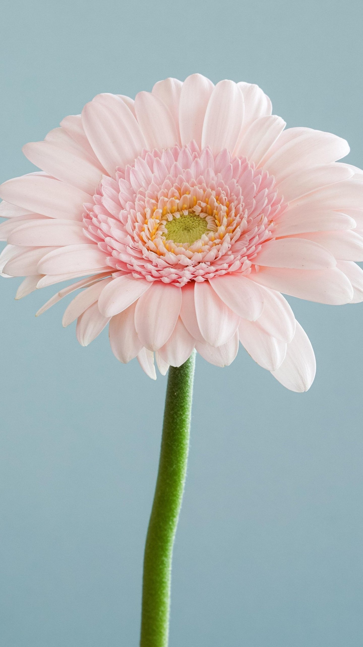 Pink Daisy Wallpapers