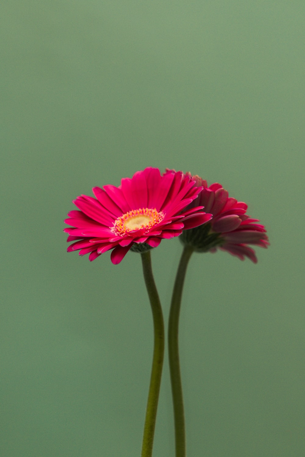 Pink Daisy Wallpapers