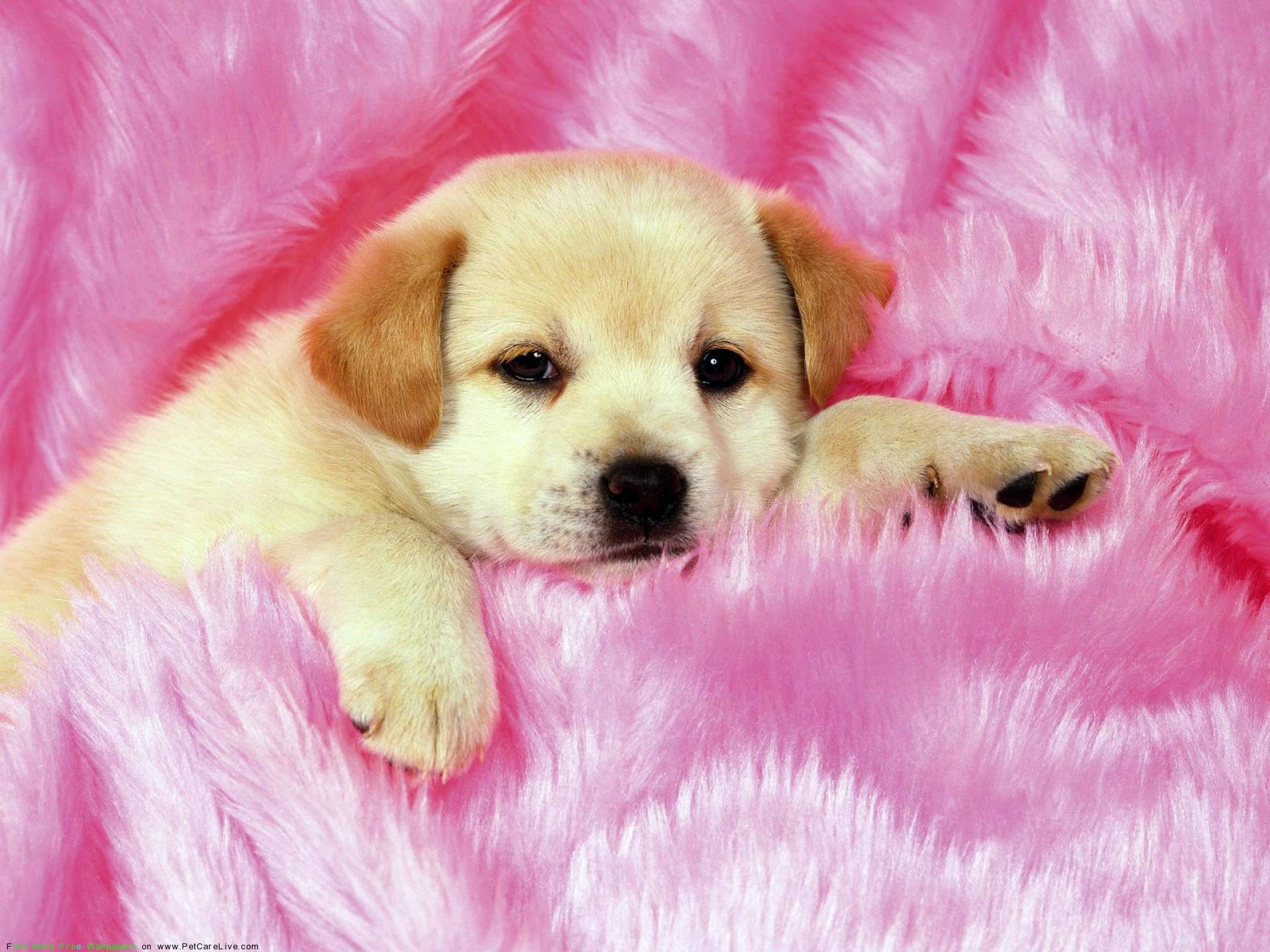 Pink Dog Wallpapers