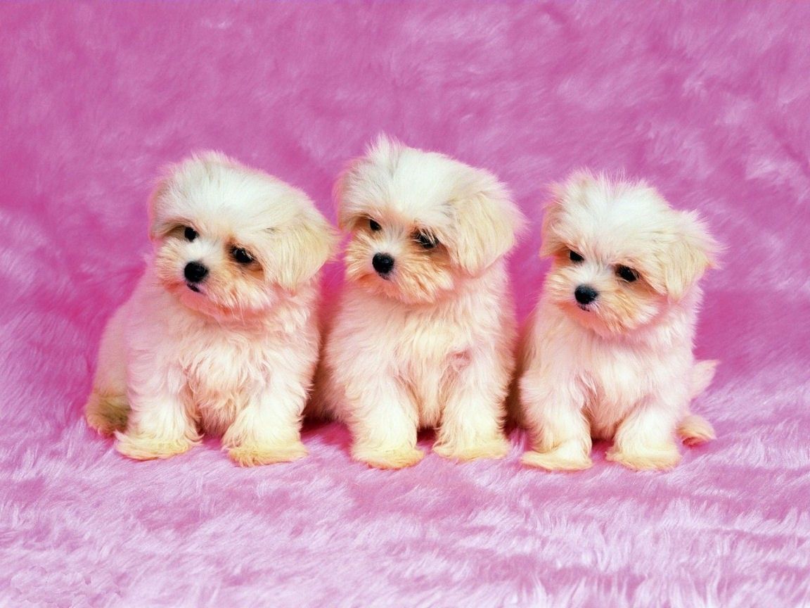 Pink Dog Wallpapers