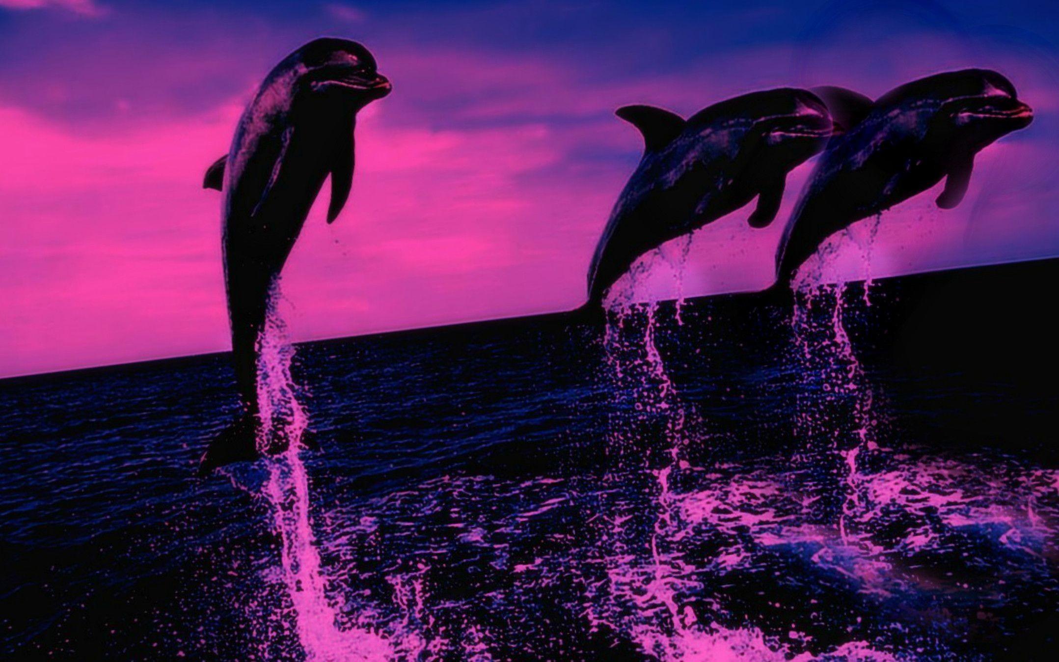 Pink Dolphins Wallpapers