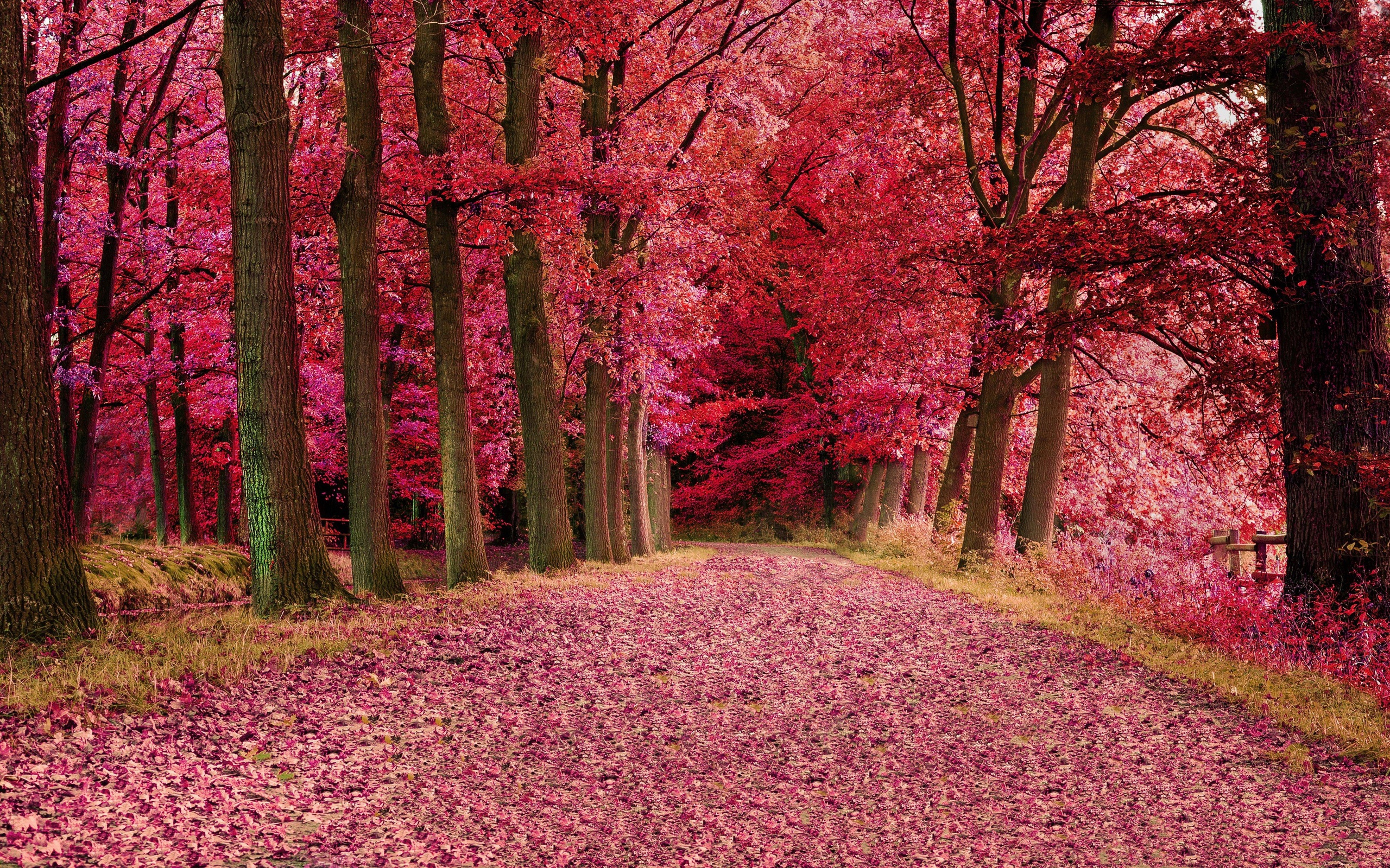 Pink Fall Wallpapers