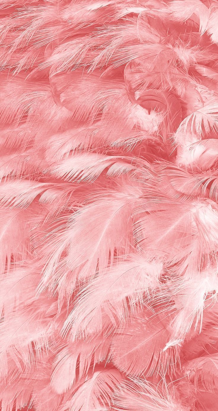 Pink Feathers Wallpapers