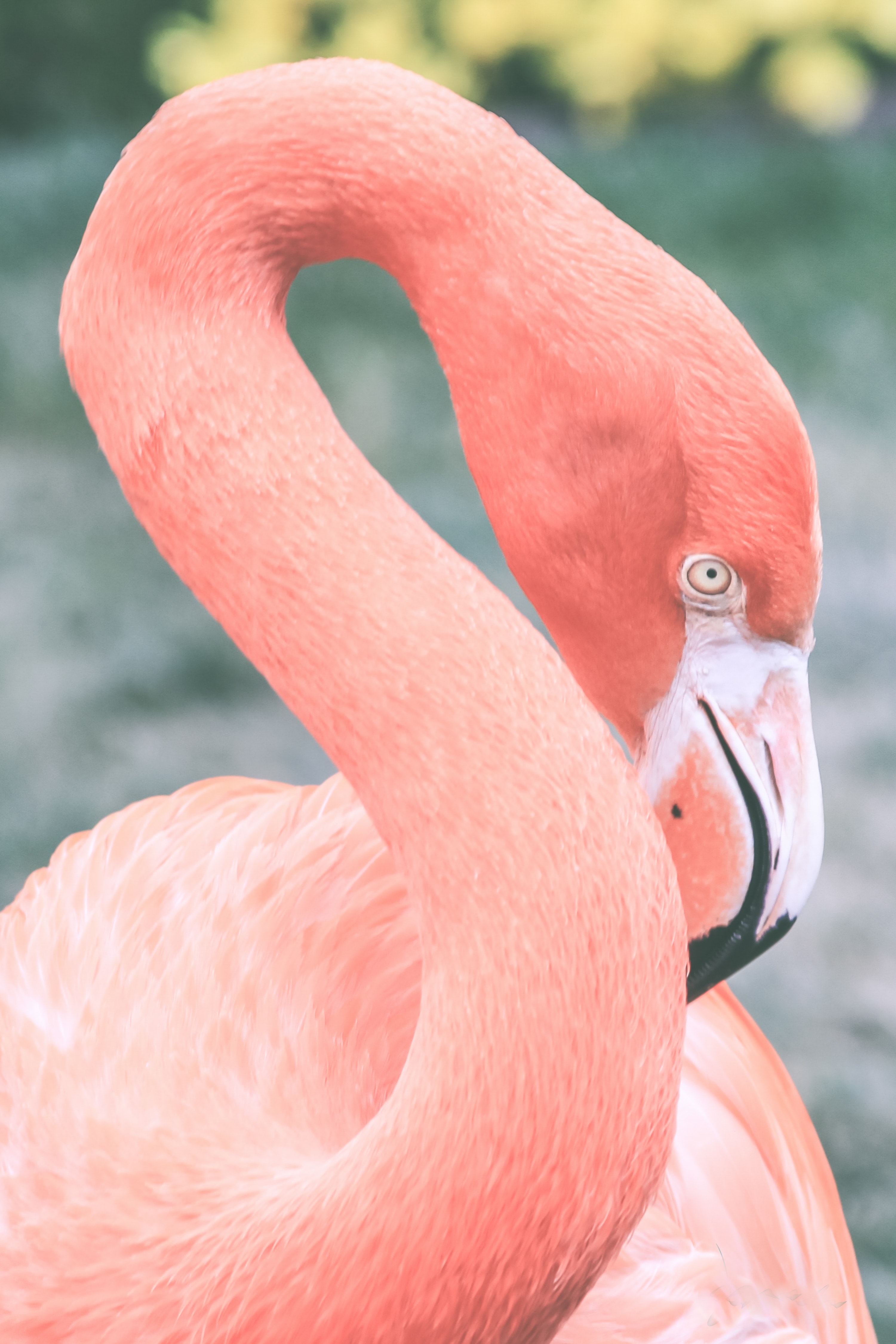 Pink Feathers Wallpapers