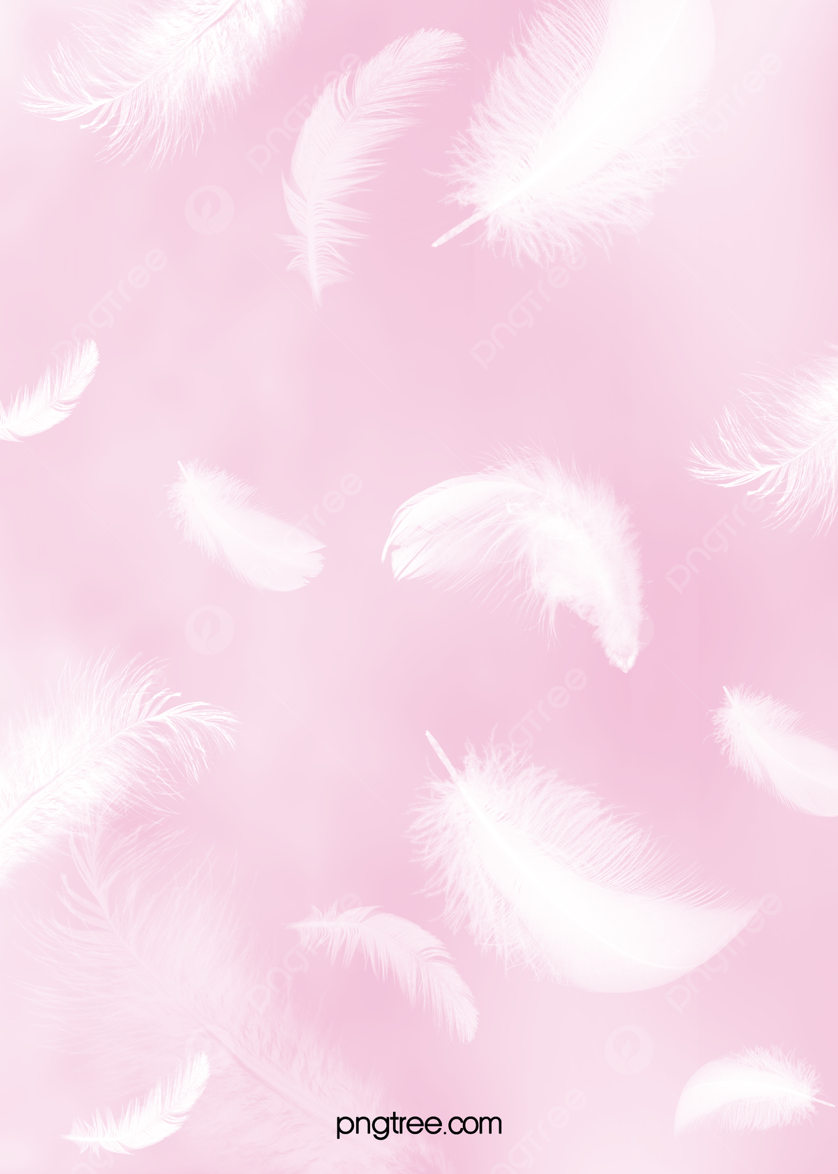 Pink Feathers Wallpapers