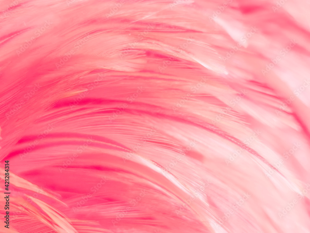 Pink Feathers Wallpapers