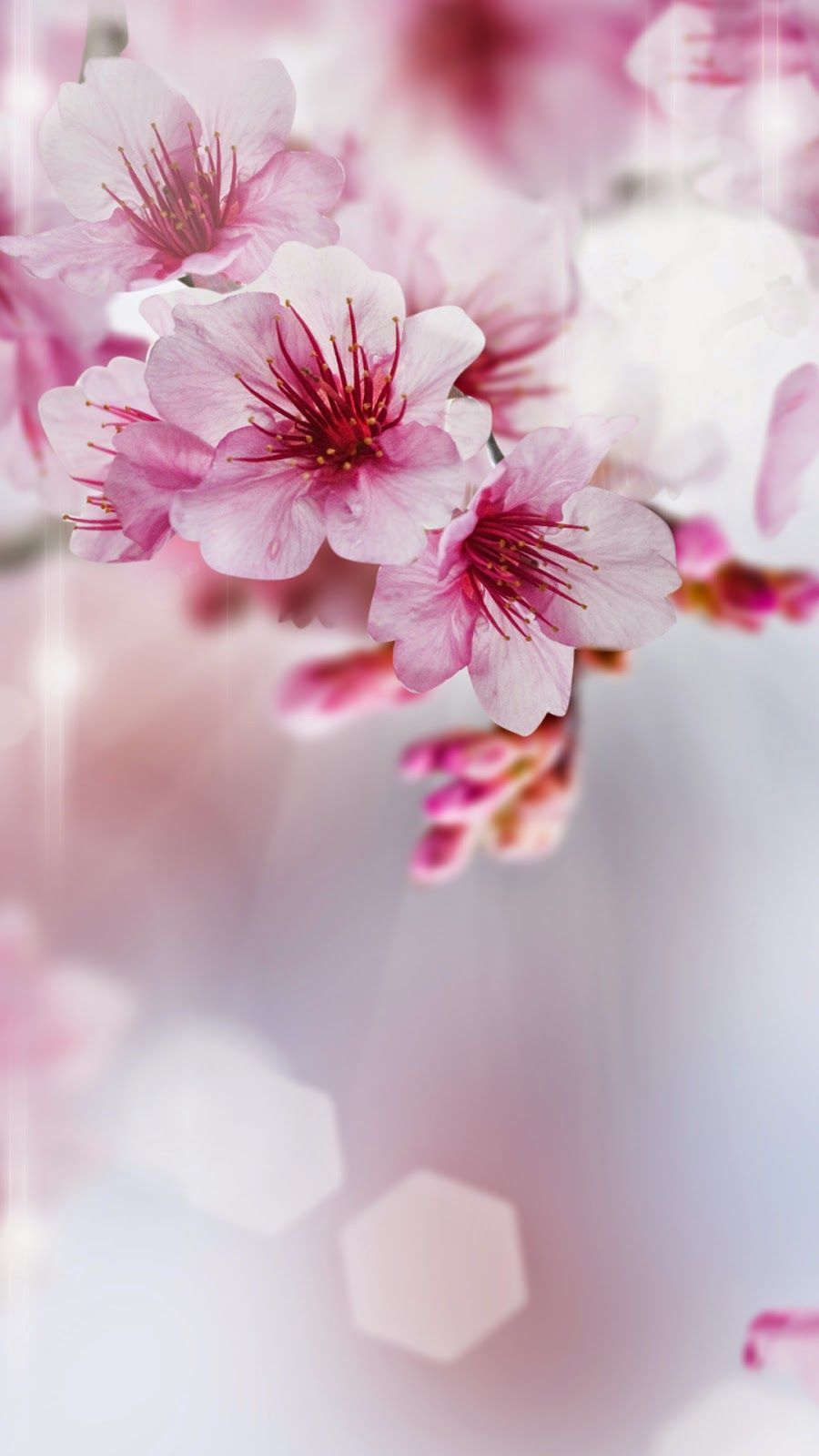 Pink Floral Iphone Wallpapers