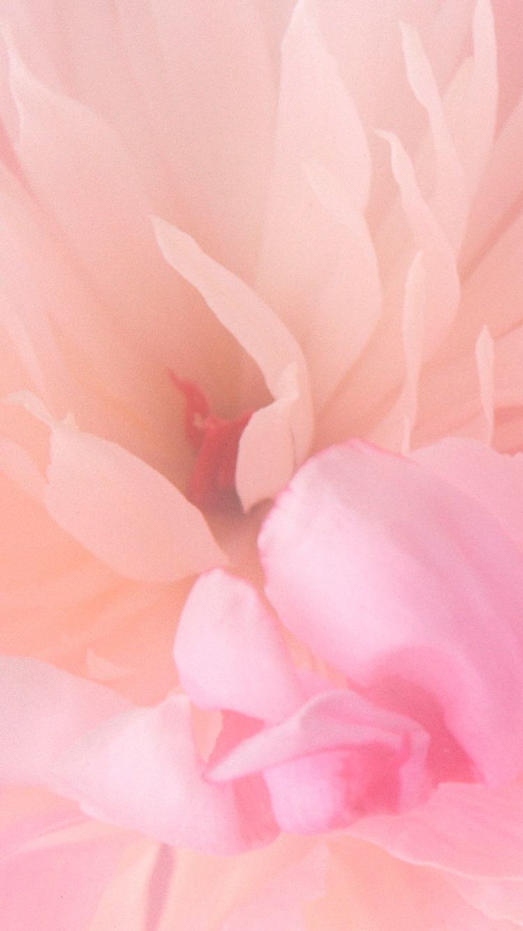 Pink Floral Iphone Wallpapers