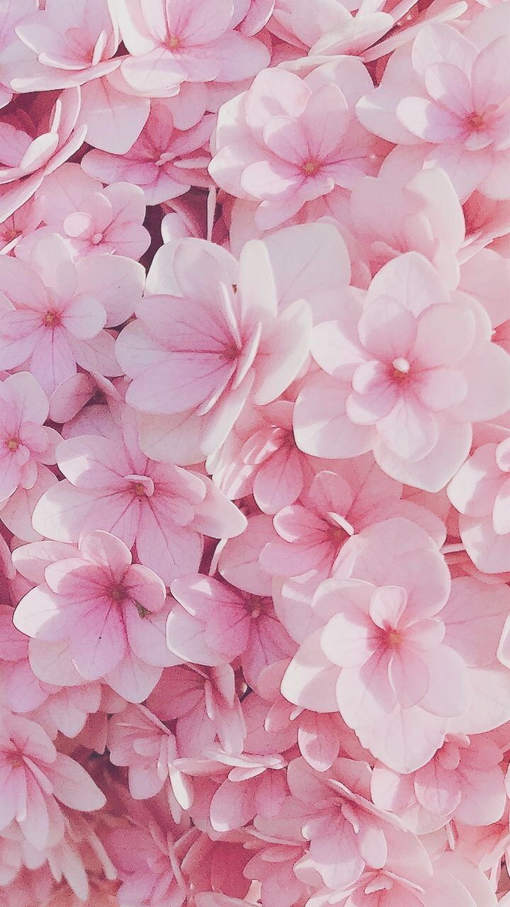 Pink Floral Phone Wallpapers