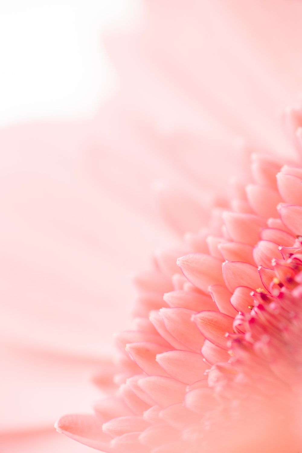 Pink Flower Cartoon Wallpapers