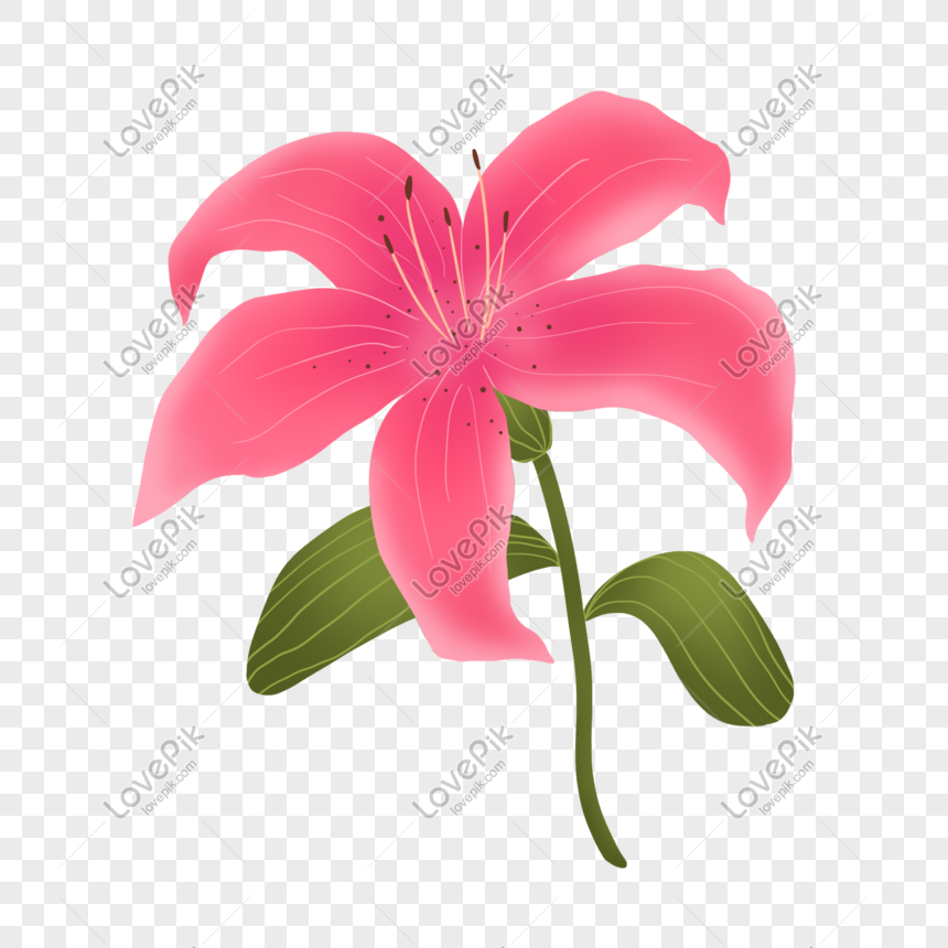 Pink Flower Cartoon Wallpapers